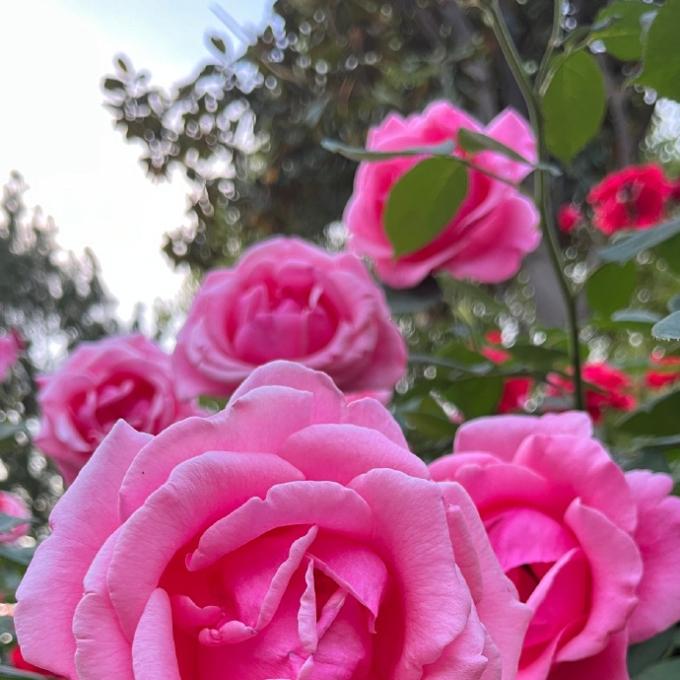 Bouquets en